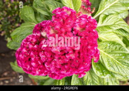 Testa di fiore di Celosia argentea che cresce all'aperto Foto Stock