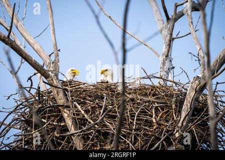 Aquile calve che frequentano il loro nido lungo la sponda del St. Lawrence River. Foto Stock