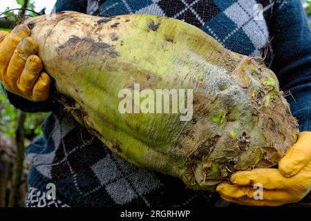 Donna coltivatrice che tiene una barbabietola enorme. Verdure fatte in casa. Foto Stock