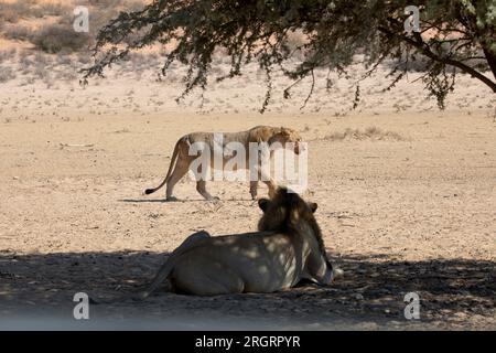 leoni nel parco transfrontaliero di kgalagadi, in sud africa Foto Stock