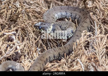 Grass Snake, RSPB Arne Nature Reserve, Arne, Dorset, Regno Unito. Stato di conservazione protetta (Regno Unito) Foto Stock