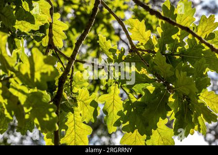 Foglie di quercia di Pedunculate, RSPB Arne Nature Reserve, Arne, Dorset, Regno Unito Foto Stock