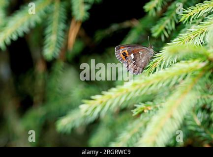 Farfalla marrone Arran appoggiata su un ramo di abete rosso Foto Stock