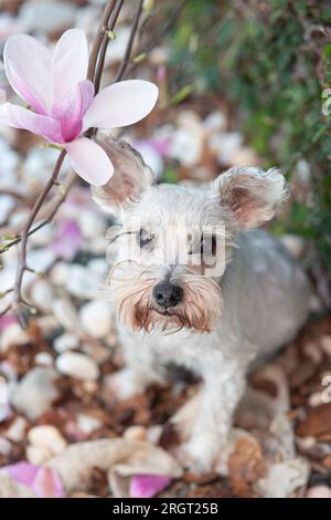 Mini schnauzer molto dolce con enormi ciglia sotto un albero di magnolia che guarda alla macchina fotografica Foto Stock