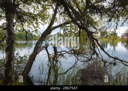 Landscape image of silhouette of tree branches hanging over the water of a lake Foto Stock