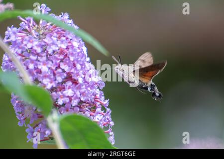 Colibrì falco Macroglossum stellatarum che si libra e beve nettare dai fiori della buddleia durante l'estate, Hampshire, Inghilterra, Regno Unito Foto Stock