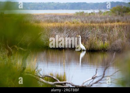 Un grande Egret (Ardea alba) che invecchia in zone umide di paludi salate a Assateague Island National Seashore, Maryland Foto Stock