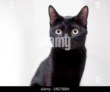 Un gatto shorthair nero con un'espressione dagli occhi ampi Foto Stock