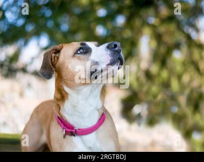 Un cane misto marrone e bianco Pit Bull Terrier che guarda in alto Foto Stock