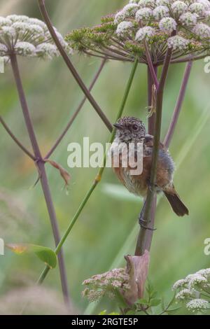 Stonechat giovanile (Saxicola rubicola) presso RSPB Loch Leven Nature Reserve, Scozia, Regno Unito. Foto Stock