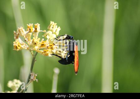 Una Tarantula Hawk Wasp che si nutre di alcuni fiori gialli Foto Stock