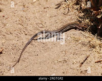 Un Whiptail Lizard dalla gola arancione che si prende il sole in un'area aperta. Foto Stock