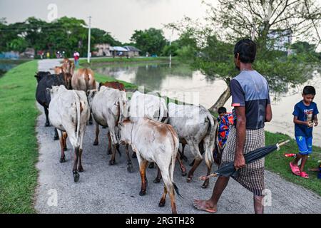 Dhaka, Bangladesh. 11 agosto 2023. Un contadino sta tornando a casa con il suo bestiame, su un'isola di un villaggio vicino alla foresta di Sundarbans nella zona costiera di Khulna. (Foto di Zabed Hasnain Chowdhury/SOPA Images/Sipa USA) credito: SIPA USA/Alamy Live News Foto Stock