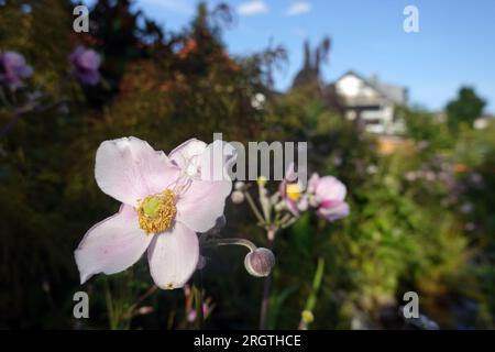 Veränderliche Krabbenspinne (Misumena vatia) sitzt auf der Blüte einer Herbst-Anemone (Anemone hupehensis) und wartet auf Beute Foto Stock