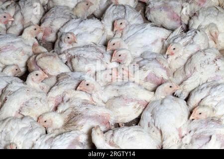 pulcini di polli da carne bianchi in un allevamento di pollame, allevati per generare entrate dalla vendita di polli di carne di pollame di qualità, broi geneticamente migliorato Foto Stock