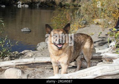 Cane da bestiame australiano in piedi vicino a tronchi su una spiaggia vicino al fiume Foto Stock