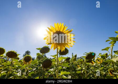 Skassa, Germania. 11 agosto 2023. Un girasole sorge su un campo ed è illuminato dal sole, mentre intorno ad esso alcuni pendono la testa. Nei prossimi giorni, le temperature in Sassonia salgono di nuovo d'estate. Credito: Daniel Schäfer/dpa/Alamy Live News Foto Stock