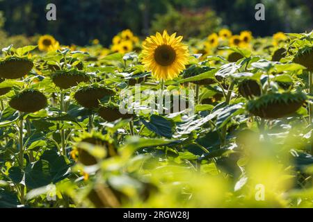 Skassa, Germania. 11 agosto 2023. Un girasole sorge su un campo ed è illuminato dal sole, mentre intorno ad esso alcuni pendono la testa. Nei prossimi giorni, le temperature in Sassonia salgono di nuovo d'estate. Credito: Daniel Schäfer/dpa/Alamy Live News Foto Stock