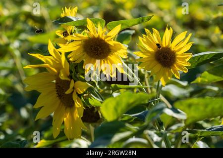 Skassa, Germania. 11 agosto 2023. Diversi girasoli sono in piedi su un campo e sono illuminati dal sole, mentre intorno a loro le bombe cercano il nettare. Nei prossimi giorni, le temperature in Sassonia salgono di nuovo d'estate. Credito: Daniel Schäfer/dpa/Alamy Live News Foto Stock