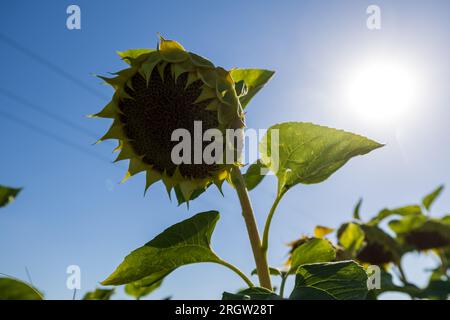 Skassa, Germania. 11 agosto 2023. Un girasole sorge su un campo di Skassa ed è illuminato dal sole, questo ha già inclinato la testa e perso i fiori. Nei prossimi giorni, le temperature in Sassonia salgono di nuovo d'estate. Credito: Daniel Schäfer/dpa/Alamy Live News Foto Stock