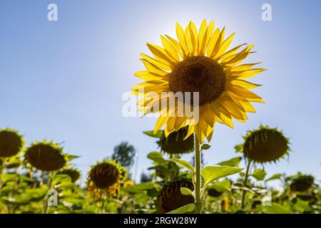 Skassa, Germania. 11 agosto 2023. Un girasole sorge su un campo ed è illuminato dal sole, mentre intorno ad esso alcuni pendono la testa. Nei prossimi giorni, le temperature in Sassonia salgono di nuovo d'estate. Credito: Daniel Schäfer/dpa/Alamy Live News Foto Stock