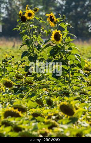 Skassa, Germania. 11 agosto 2023. Diversi girasoli sorgono su un campo e sono illuminati dal sole, mentre intorno a loro alcuni pendono la testa. Nei prossimi giorni, le temperature in Sassonia aumentano di nuovo in modo significativo. Credito: Daniel Schäfer/dpa/Alamy Live News Foto Stock