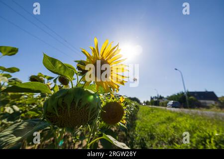 Skassa, Germania. 11 agosto 2023. Un girasole è in piedi in un campo ed è illuminato dal sole. Inoltre, un bumblebee vola oltre la pianta. Nei prossimi giorni, le temperature in Sassonia saliranno di nuovo come l'estate. Credito: Daniel Schäfer/dpa/Alamy Live News Foto Stock