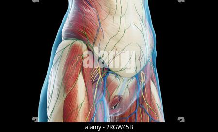 Muscoli dell'addome e del bacino, illustrazione Foto Stock