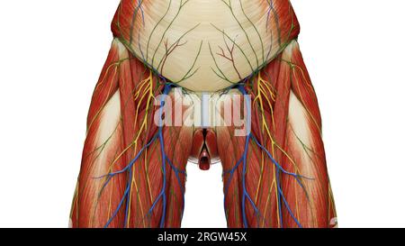 Muscoli dell'addome e del bacino, illustrazione Foto Stock