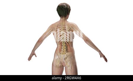 Anatomia Umana, illustrazione Foto Stock