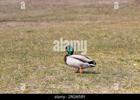 Territorio di laghi e fiumi con uccelli e anatre che vi vivono, anatre selvatiche migratorie nei laghi europei, europa orientale con uccelli anatre selvatici Foto Stock