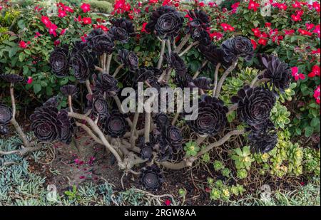 Bellissima pianta succulenta di rosa nera di Aeonium Arboreum Foto Stock