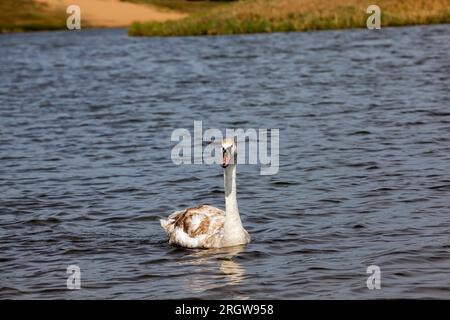 ravvicinato cigno bianco che galleggia nella natura selvaggia, stagione primaverile per gli uccelli, fauna selvatica con cigni di uccelli acquatici Foto Stock