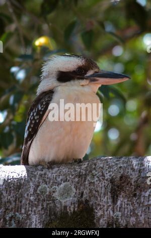 Ridendo Kookaburra, Dacelo novaeguineae, Wild, Irvinebank, Australia. Foto Stock