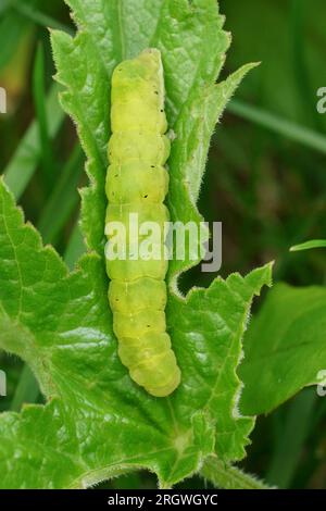 Primo piano verticale naturale sull'ampio bruco verde della falena verde con ombre angolari, Phlogophora meticulosa Foto Stock