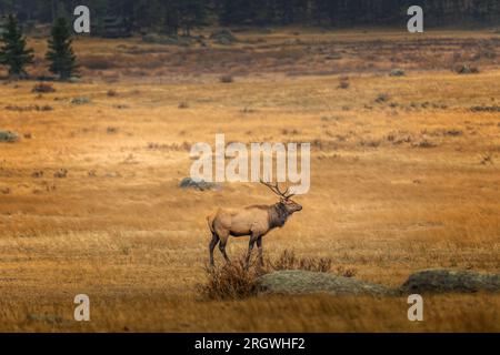 12 cervi finali in una foresta in Colorado Foto Stock