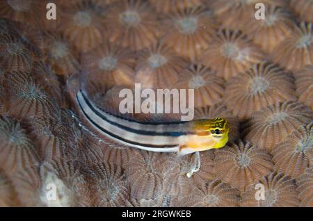 Forma a strisce nere di Bath's Blenny, Ecsenius bathi, su Honeycomb Coral, Diploastrea heliopora, coralliti, sito di immersione Tatawa Besar, tra Komodo e. Foto Stock