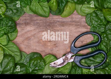 Cornice di bordo, vista dall'alto piatta di una pila di foglie di spinaci leggermente bagnate e fresche, con luce soffusa su uno sfondo rustico in legno e forbici da giardino Foto Stock