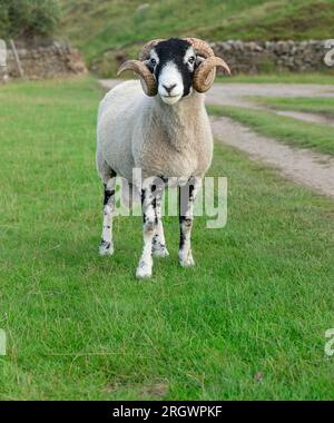 Ritratto di un raffinato ariete Swaledale con due corna ricci, davanti alla macchina fotografica nel pascolo estivo, Swaledale, North Yorkshire. Primo piano. Spazio per poliziotto Foto Stock