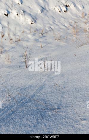 erba in grandi drift dopo nevicate e bizzard, la stagione invernale con clima freddo e un sacco di precipitazioni sotto forma di neve coprire il gras Foto Stock