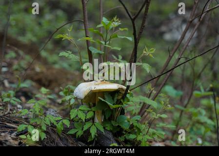 Fungo commestibile nel mezzo della foresta. Foto Stock