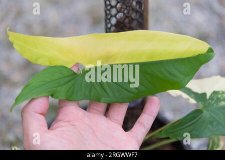 Closeup a Syngonium Aurea variegata nel vaso Foto Stock