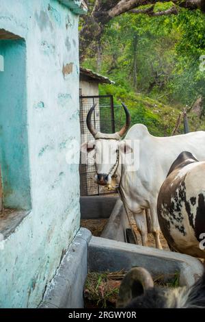 Tori di mucca Badri con lunghe corna legate da corda e corda nasale nel villaggio di Uttarakhand Foto Stock