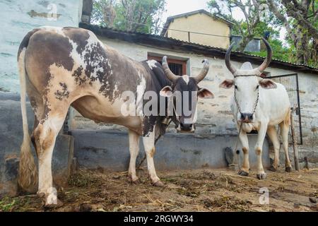 Tori di mucca Badri con lunghe corna legate da corda e corda nasale nel villaggio di Uttarakhand Foto Stock