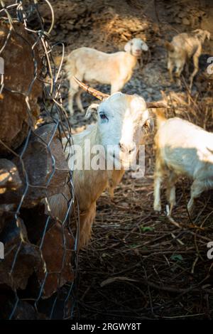 Tahr himalayano, capra domestica (Capra aegagrus hircus). Le vivaci capre di montagna himalayane nella campagna di Uttarakhand. Scena del bestiame. Foto Stock