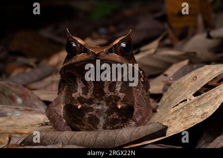 Malayan Horned Frog, Pelobatrachus nasutus, in Malesia Foto Stock