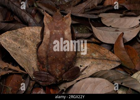 Malayan Horned Frog, Pelobatrachus nasutus, in Malesia Foto Stock