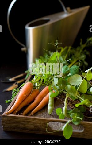 carote fresche biologiche, piselli verdi e attrezzi da giardino Foto Stock