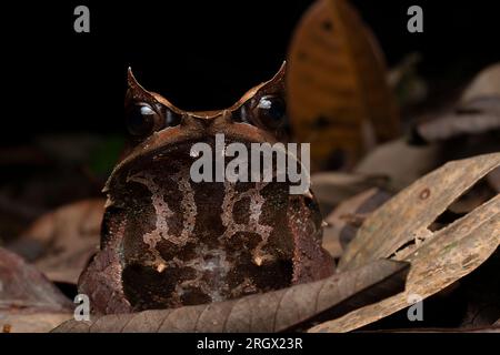 Malayan Horned Frog, Pelobatrachus nasutus, in Malesia Foto Stock