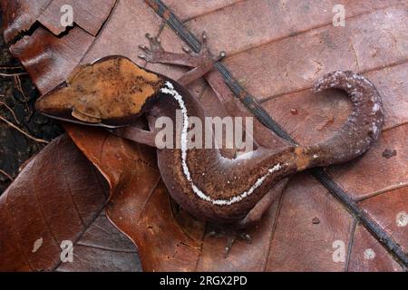 Gecko dagli occhi di gatto, Aeluroscalabotes felinus, Aeluroscalabotes dorsalis Foto Stock